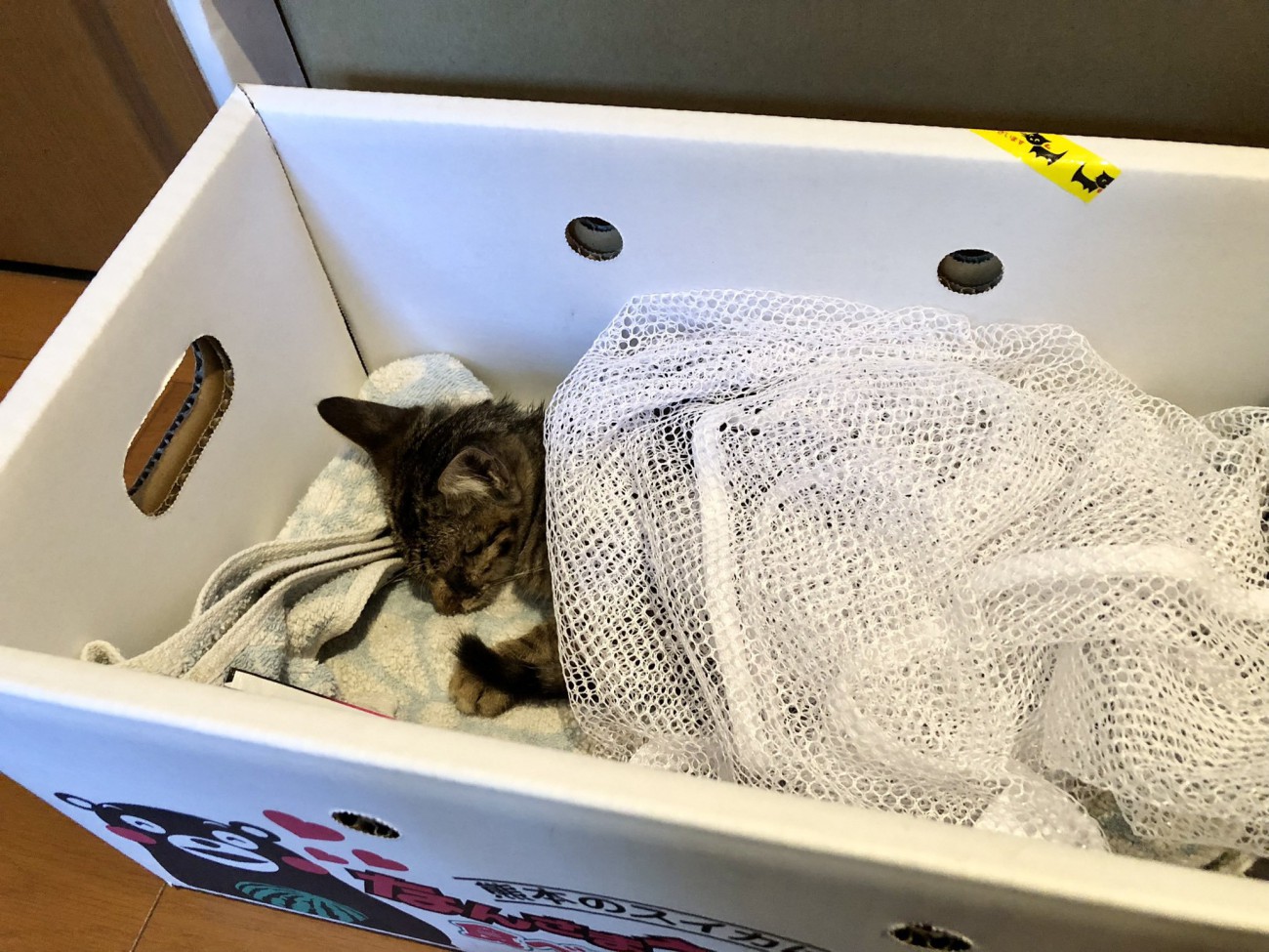 箱の中にいる子猫
