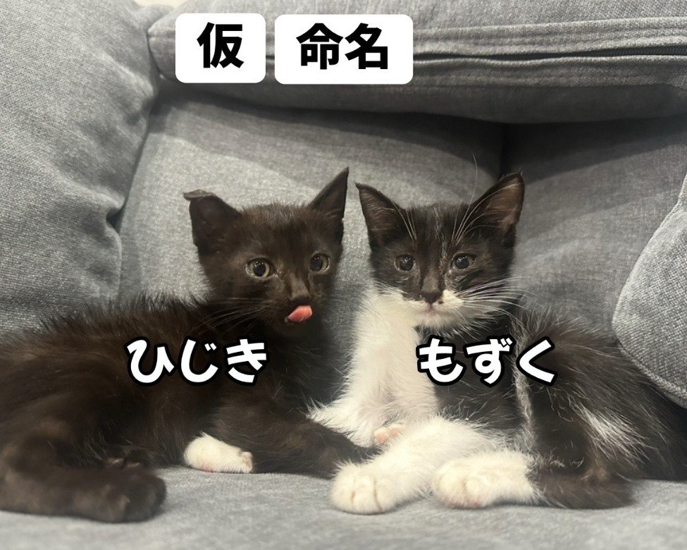 並んで座る子猫たち