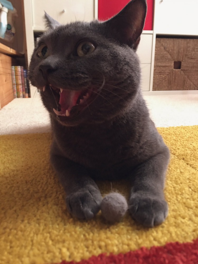 毛玉とグレーの猫