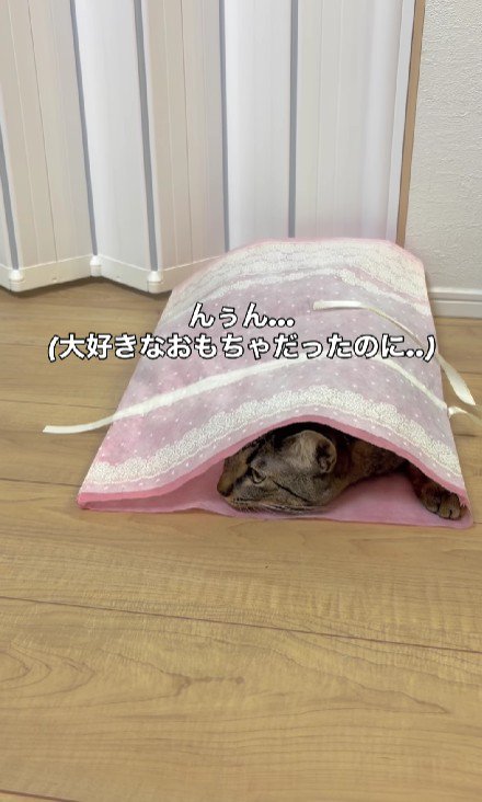 袋に入った猫