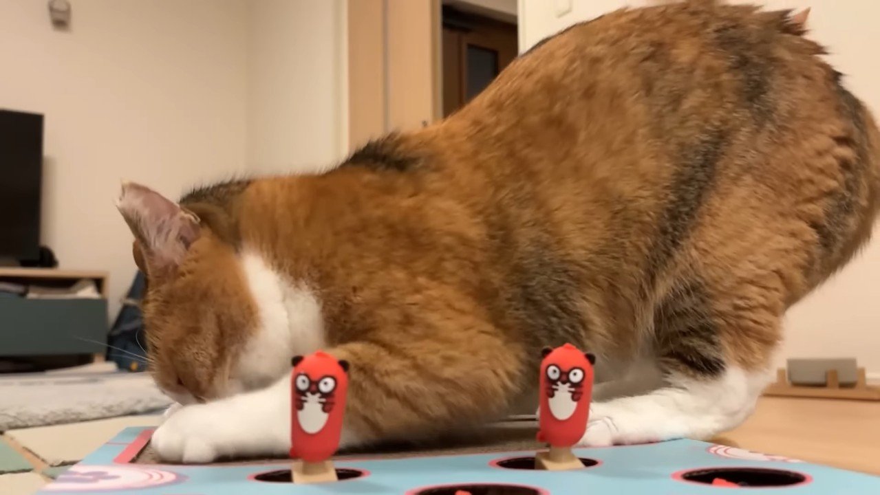 爪とぎをするきなこちゃん