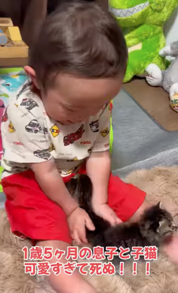 赤ちゃん猫を撫でる