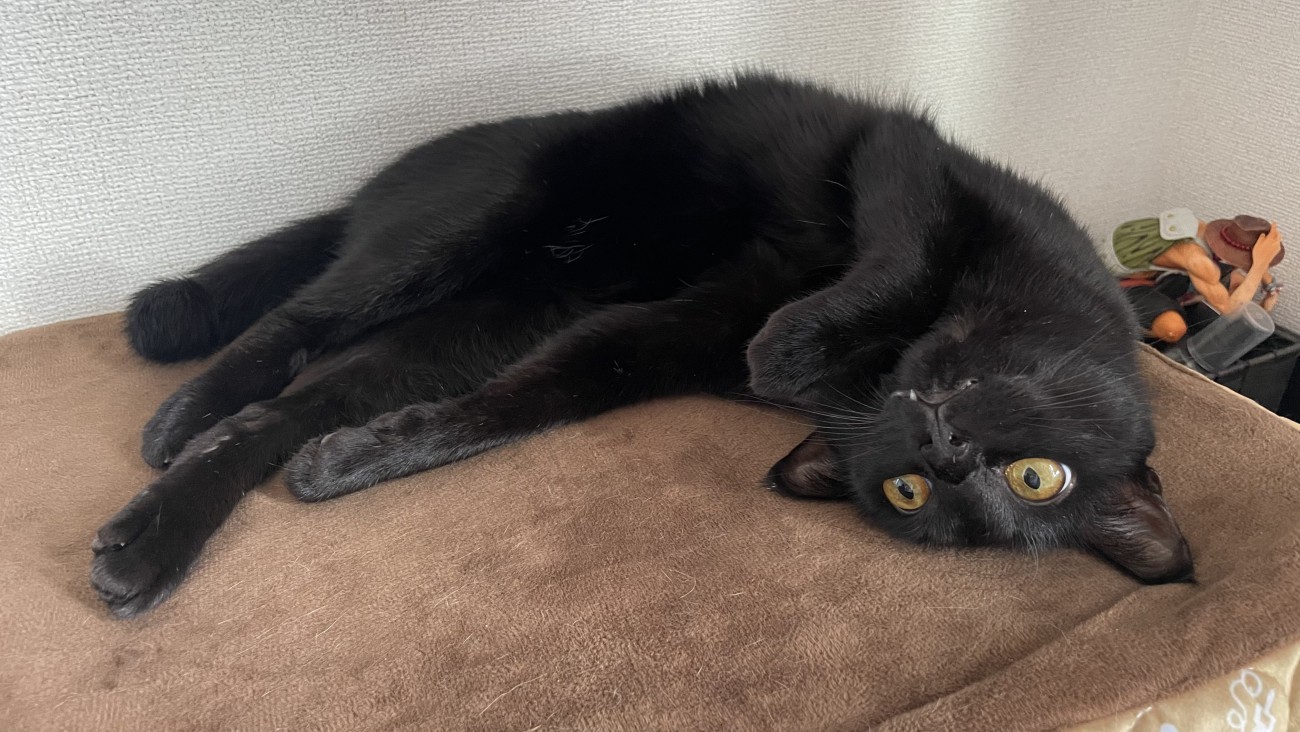 寝そべって遠くを見つめる猫