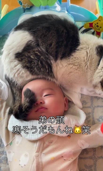 赤ちゃんと猫