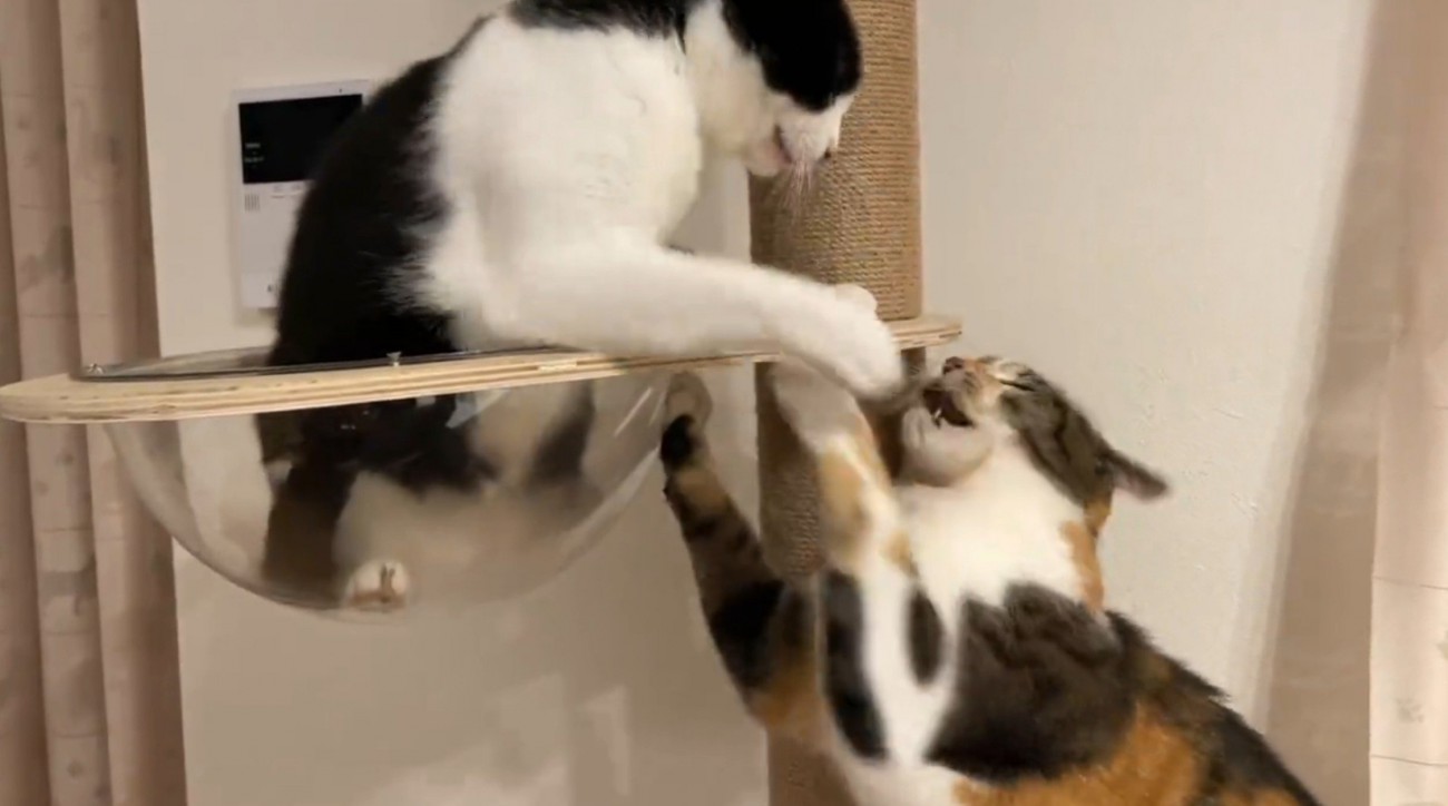 ケンカする二匹の猫