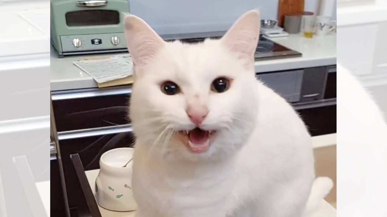 ニャーと話し始めるかと思ったら…猫の衝撃的すぎる『鳴き声』に爆笑する人続出「密会している可能性がw」「どこで覚えたのw」と56万再生|ニフティニュース