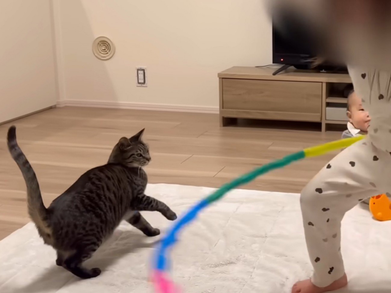 フラフープに驚く猫