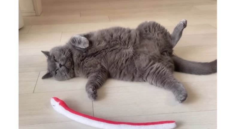 室内にいる猫