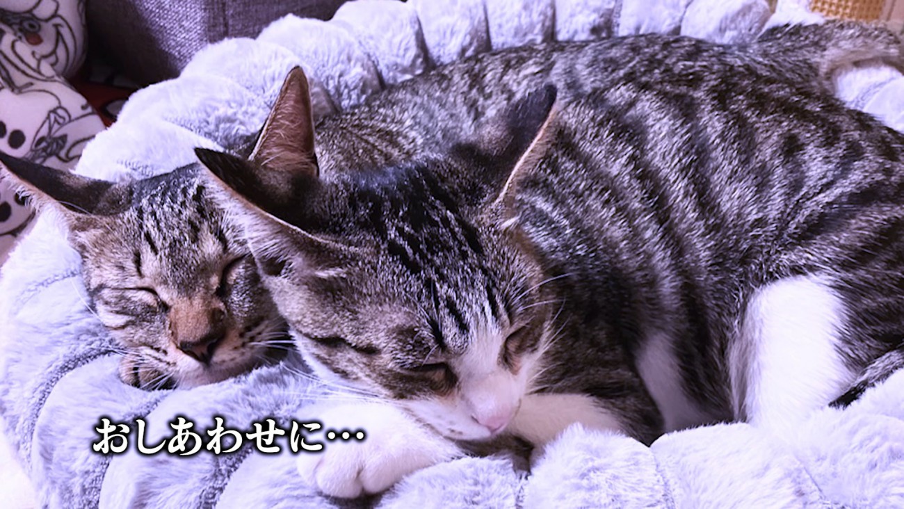 くっついて寝る2匹の猫