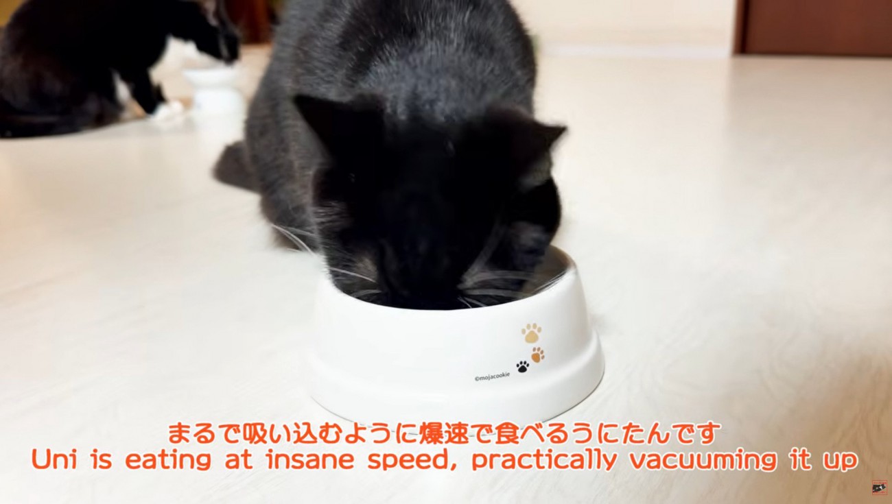 ご飯を食べる猫