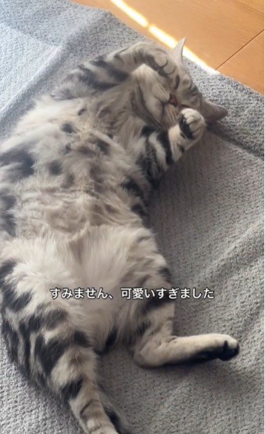 絨毯の上で寝ている猫