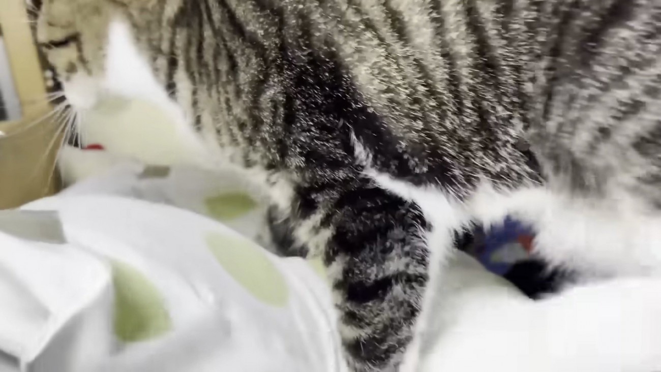 枕へ移動するおでこちゃん2