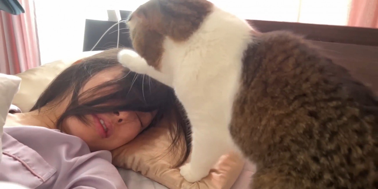 飼い主の頭に前足を置く猫