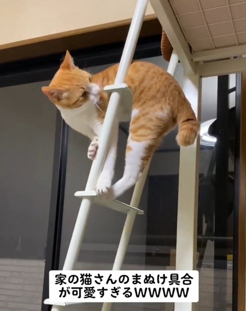 後ろを向く猫