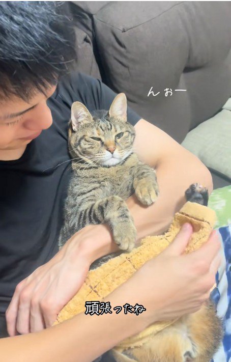 人に抱かれている猫