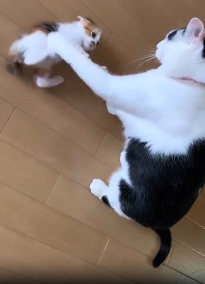 パンチする先住猫
