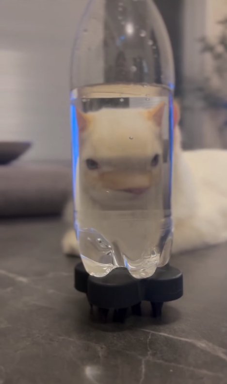 ペットボトル越しに目が離れて見える猫（正面）