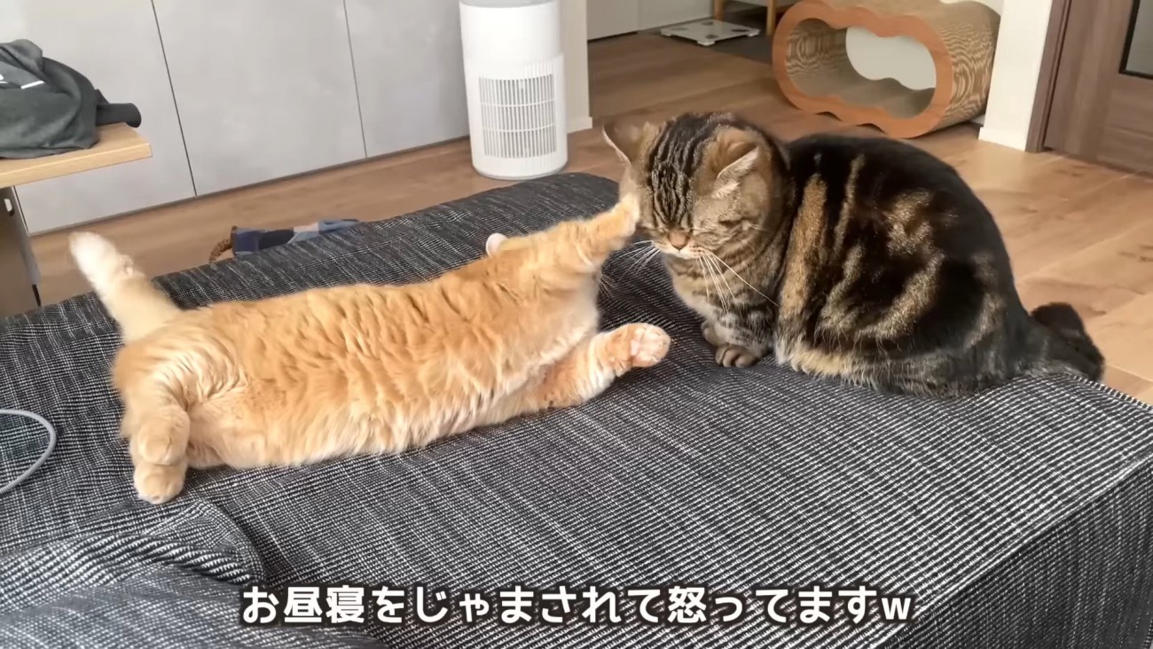 猫パンチする猫