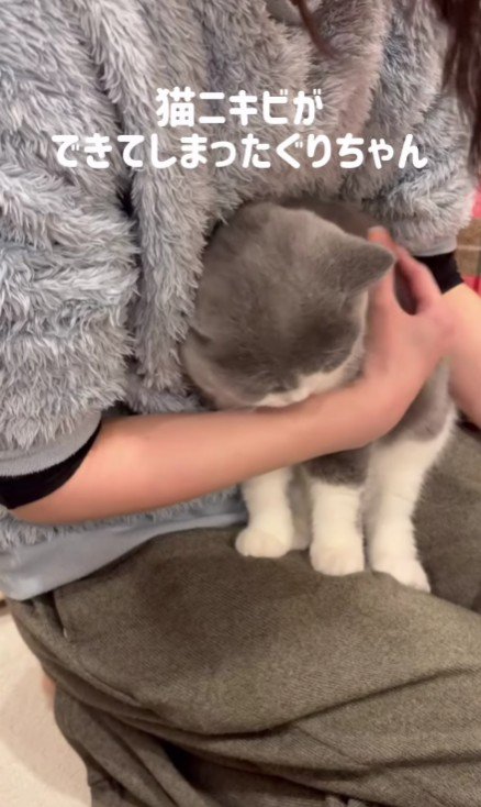 飼い主の膝の上の猫