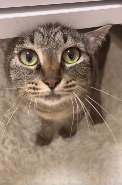 見つめる猫
