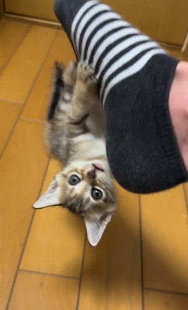 人の足に掴まってぶら下がっている子猫