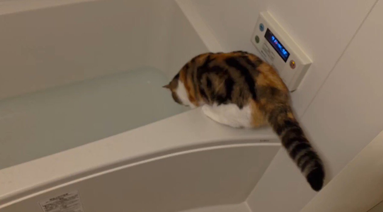 浴槽の縁に座っている猫