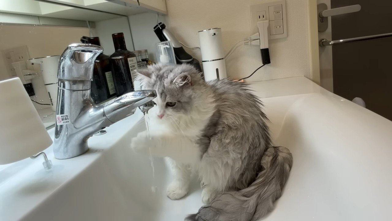 水を触るしろがね丸くん