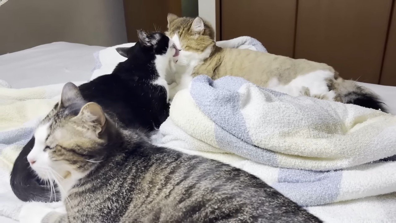 顔を毛づくろい