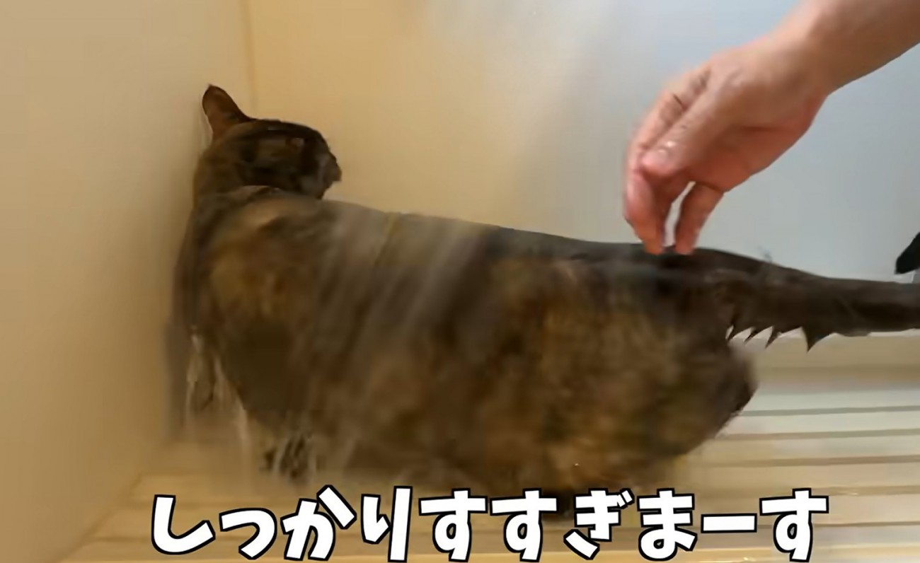 お風呂場で洗われる猫（しっかりすすぎまーす）