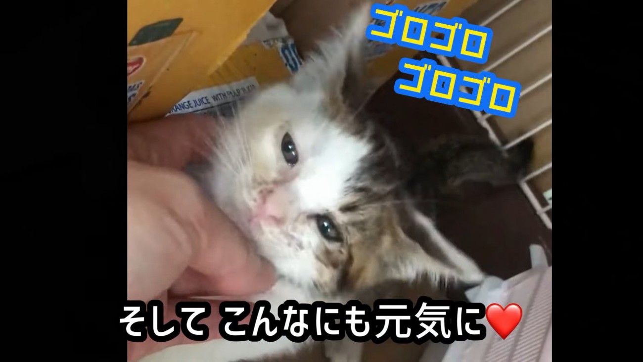 あごをなでられる子猫