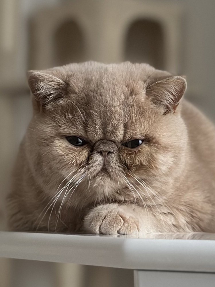 左手を前において真剣な表情の子猫のアップ