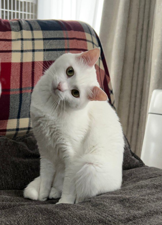首をかしげる猫（アップ）