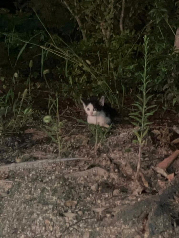 外にいる子猫