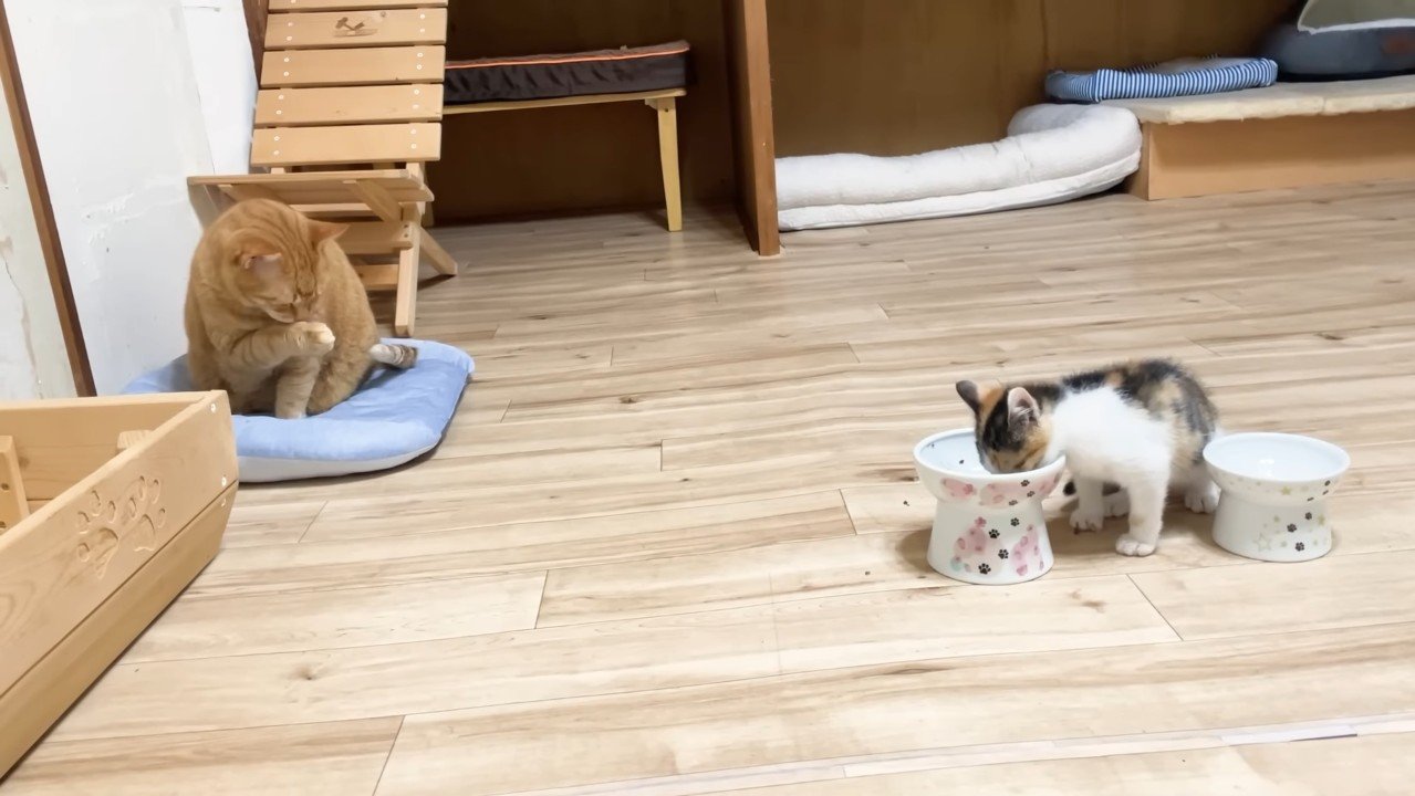 毛づくろいするうにくんと食事中の三毛ちゃん