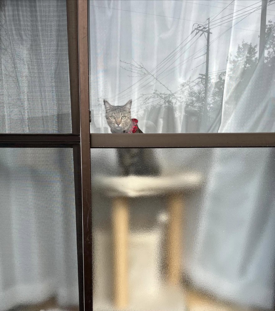 窓から外を見ている猫