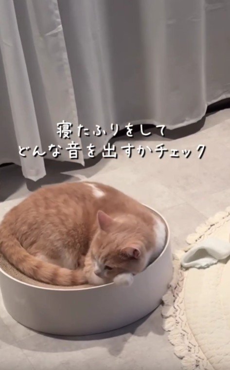 丸まっている猫