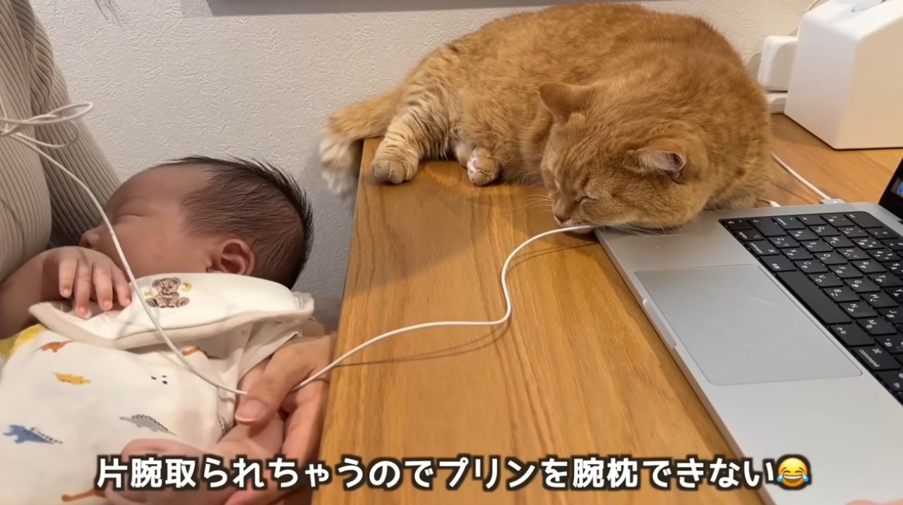 赤ちゃんを抱っこしている人と猫