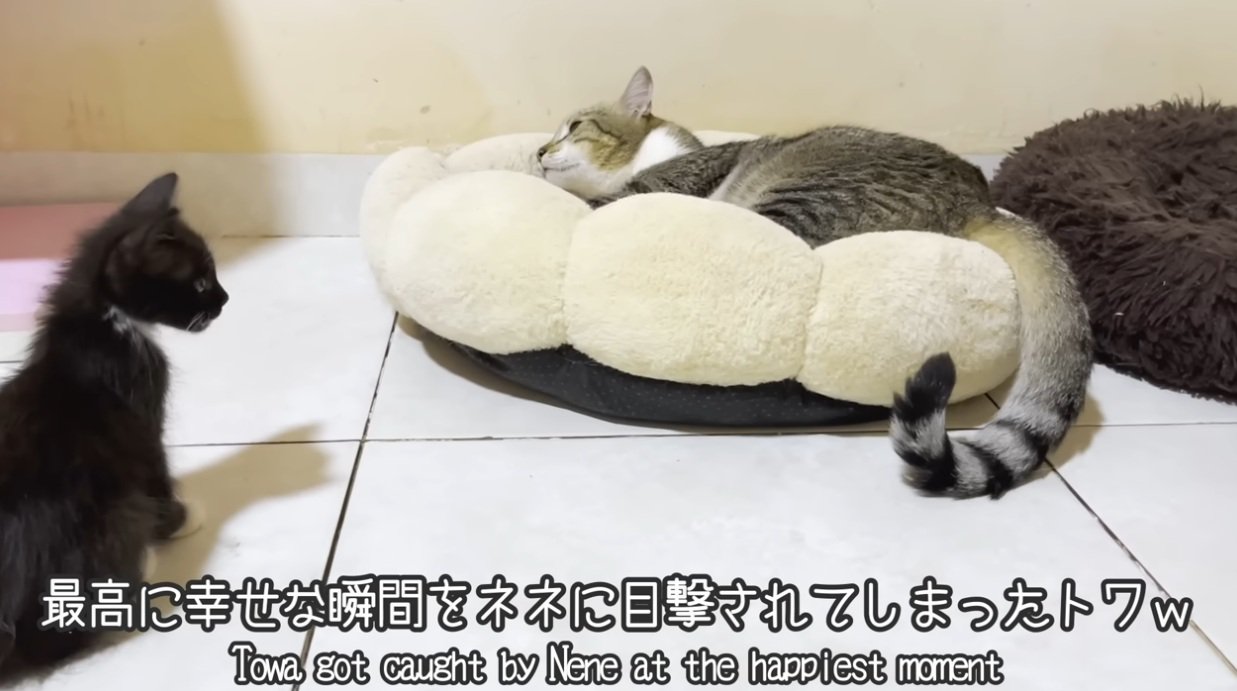 子猫のそばでふみふみをする猫