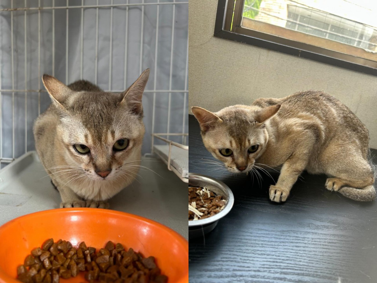 ケージの中にいる猫