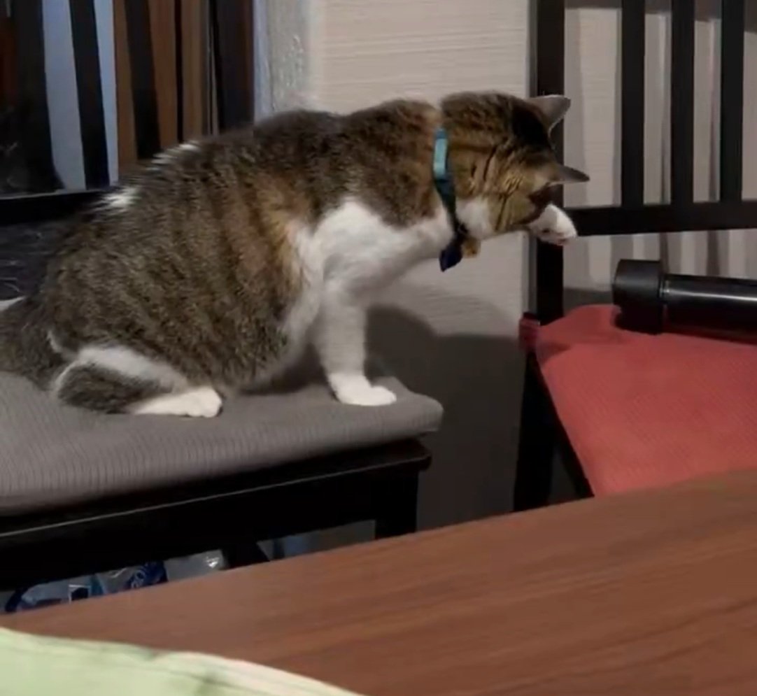 叩く猫