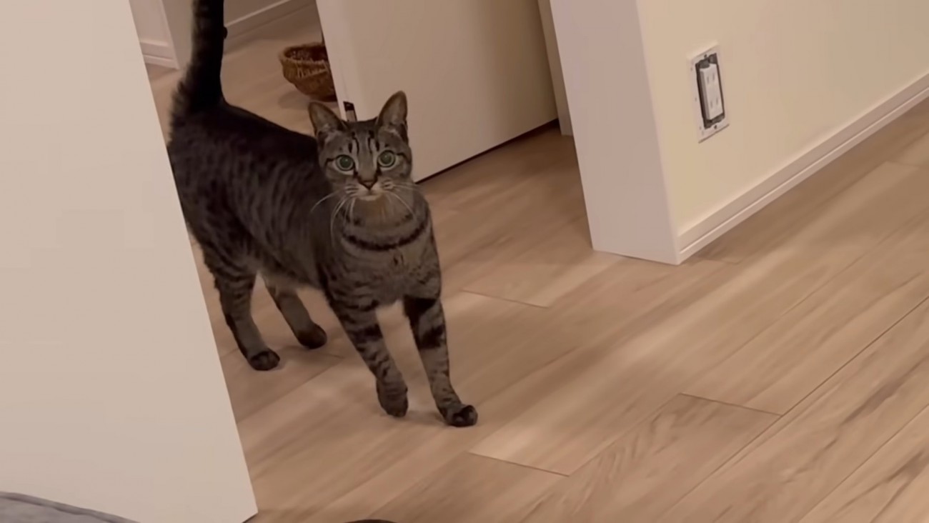 キジトラ猫ちゃん