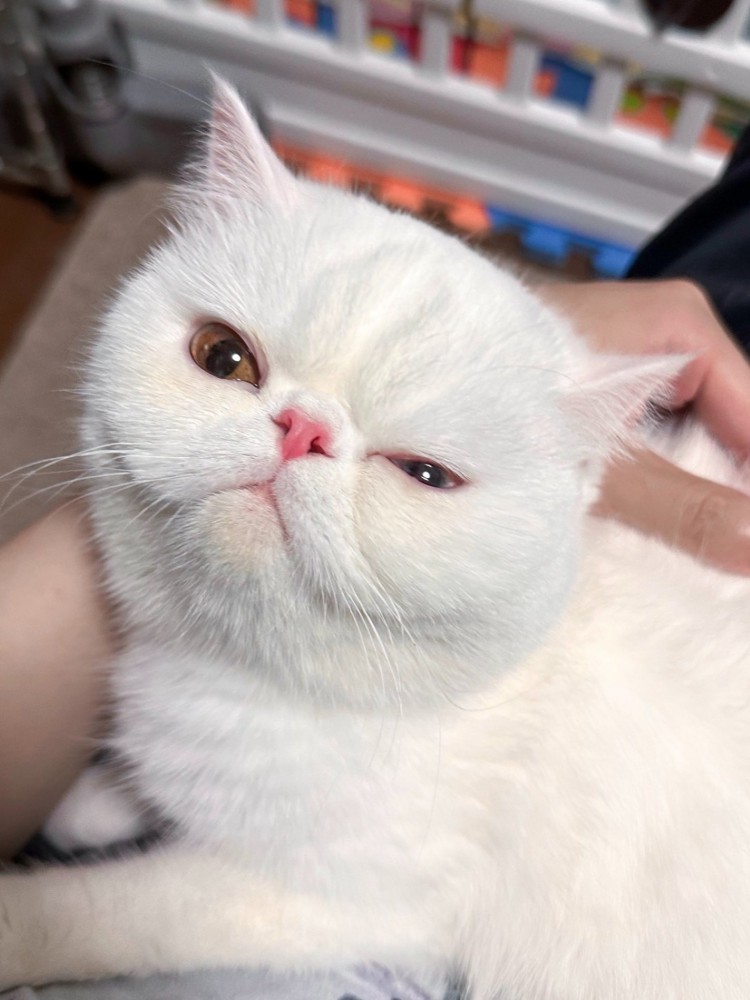 なでられて目を細めて飼い主を見上げる猫