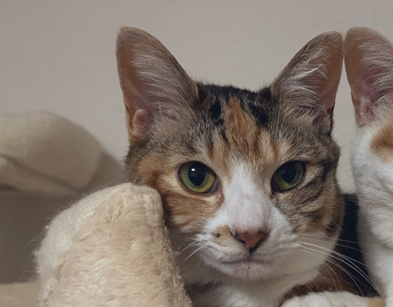 凛々しい表情の猫