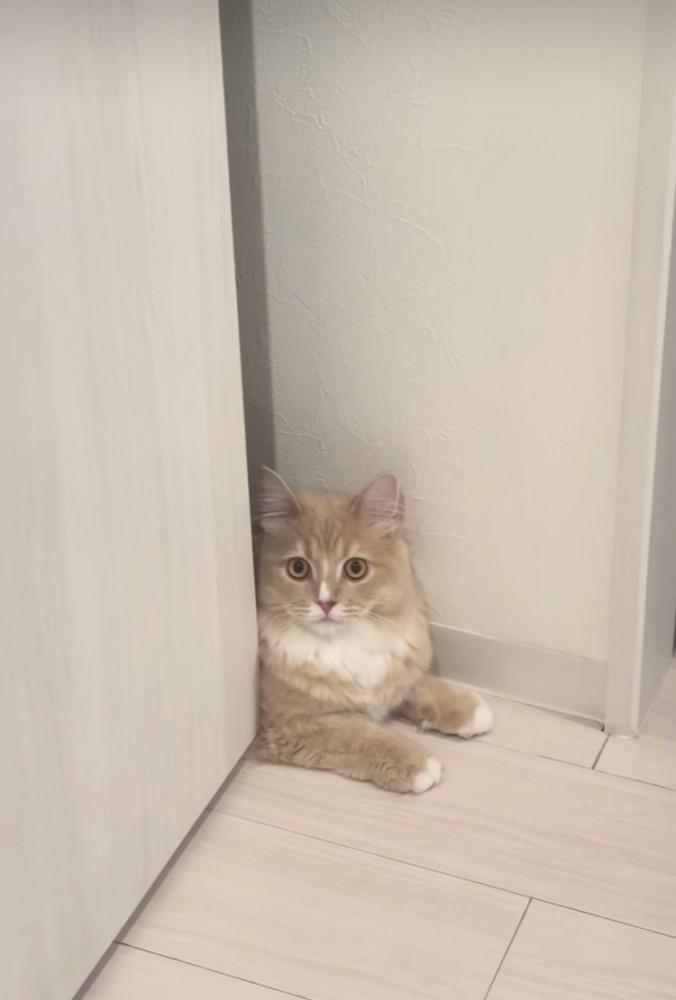 顔パック中の飼い主さんを見て驚くサイベリアン