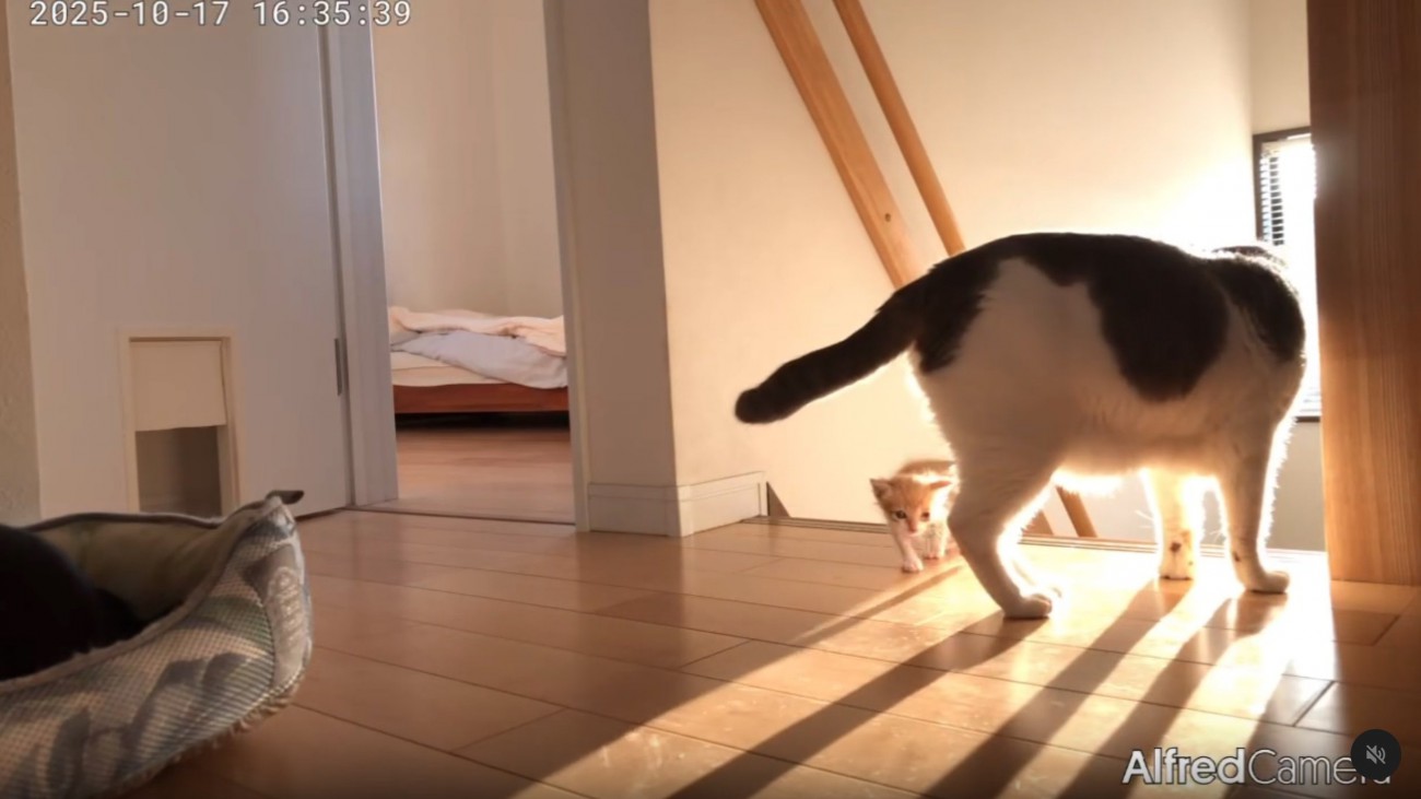 階段から離れる子猫