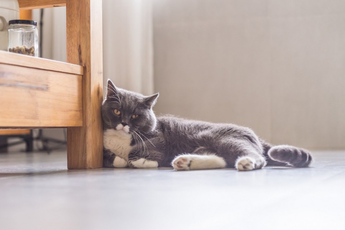 猫の『退屈サイン』3つ！満足してもらうための対処法も解説 | ねこちゃんホンポ