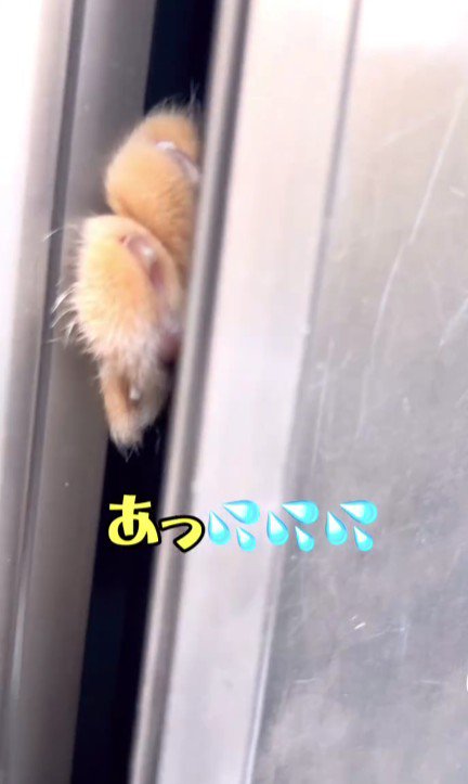 ドアに挟まる猫の手