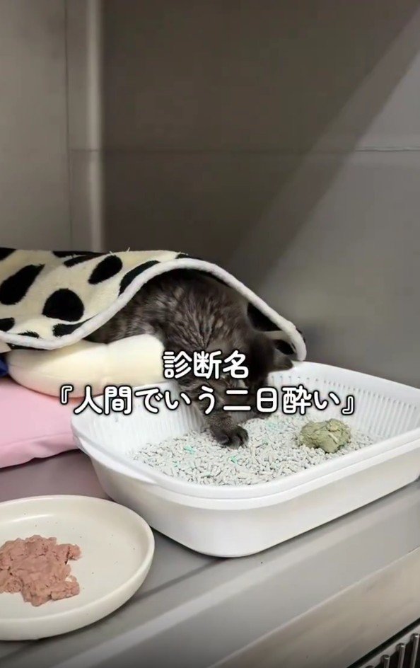 トイレで寝る子猫