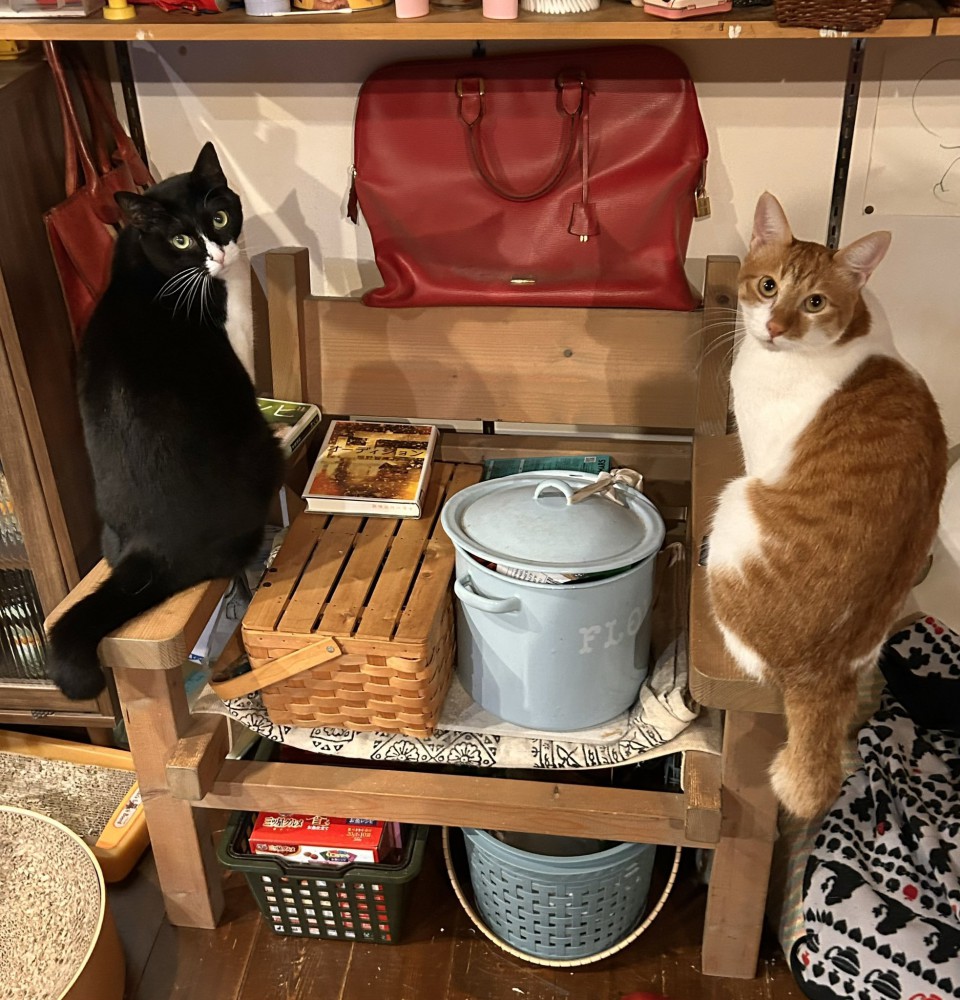 黒白ハチワレ猫と茶トラ猫の後姿