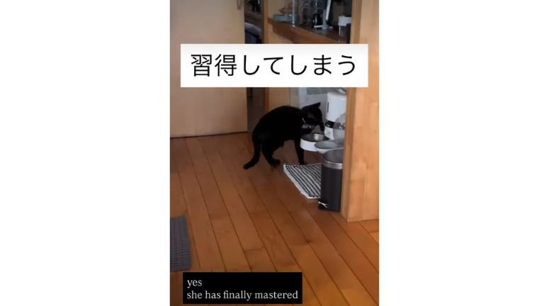 猫と自動給餌器